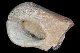 Ornithomimid Metatarsal Bone - Alberta (Disposition #-) #92796-2